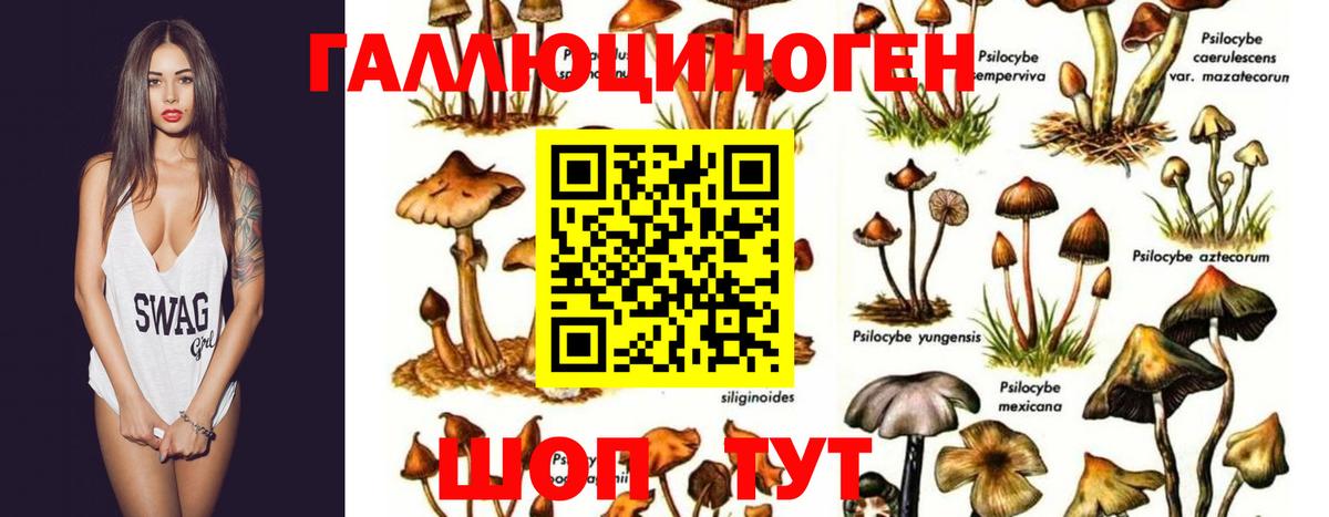 Галлюциногенные грибы Cubensis Белогорск